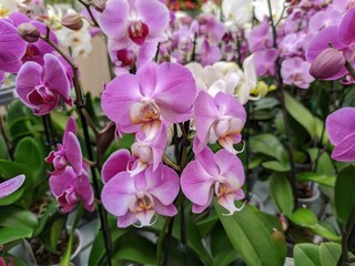 Fototapeta na wymiar Phalaenopsis is a Genus of epiphytic herbaceous plants in the family Orchidaceae from Southeast Asia, the Philippines, and northeastern Australia.
