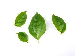 green leaf plant isolated on white background.