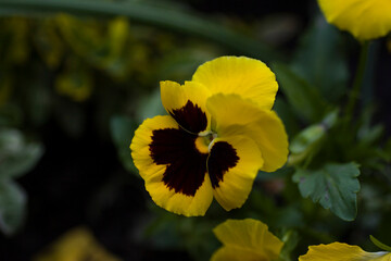 Yellow-brown pansies bloom in the garden