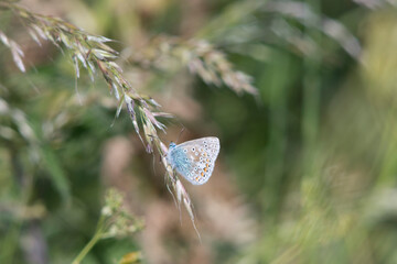 Butterfly, Common Blue. North bank Medway.