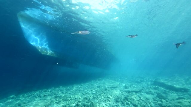 squid school  underwater  calamari drifting and swimming underwater close and slow