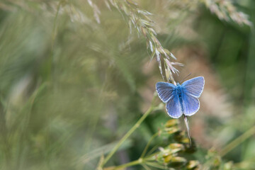Butterfly, Common Blue. North bank Medway.