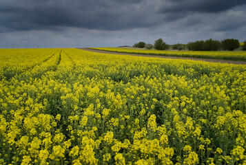 Obraz premium Yellow rapeseed field. Canola bloming. 