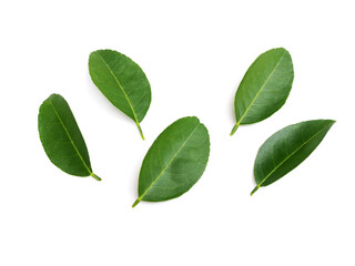 Fresh green lime leaves lemon leaf isolated on white background.