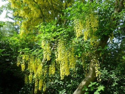 The Common Laburnum, Golden Chain or Golden Rain tree. Laburnum alpinum.