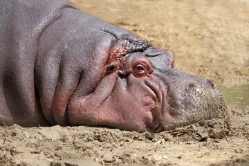 Close up photo of the head of a hippopotamus.