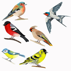 Waxwing, Chaffinch, blue tit, Robin, bullfinch, Siskin