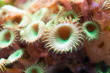 orange and green anemone