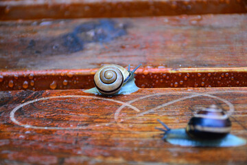 Snail crawling on a wooden bench wet after rain