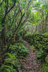Path through mystic forest at Pico island, Azores, Portugal (vertical)