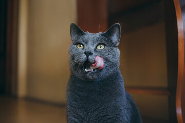 The gray British cat looks up and licks. he's waiting for a treat. 