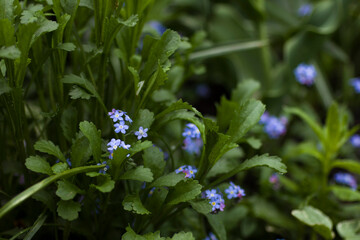 Lilac-blue flowering forget-me-not herb