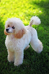 image of dog grass background 