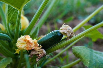 Zucchini beginning to grow in an organic garden.