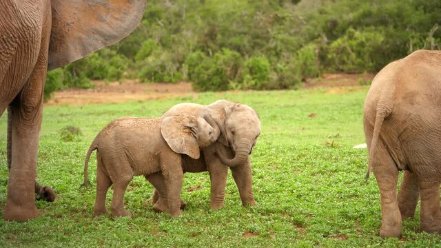 Two sibling elephant calves bonding and learning survival skills