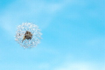 White fluffy dandelion flying on a blue sky background