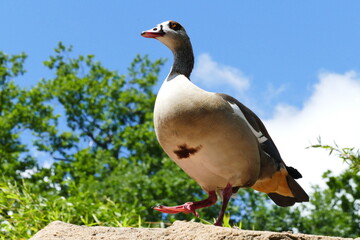 low angle view of a marching goose against blue sky