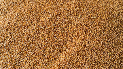 Indian Wheat