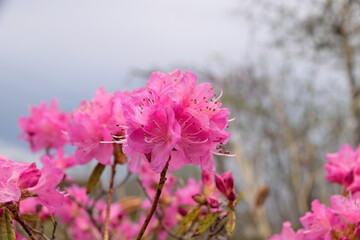 Azalea “Haruichiban Tsutsuji” - Mating kind of an azalea and the rhododendron.
