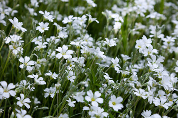 Fototapeta premium Background from white flowers. Stubble is a genus of herbaceous plants in the clove family. Bush in the garden. Little white flower background.
