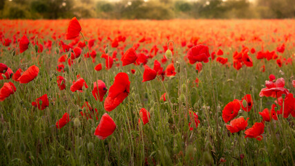Poppies field backlit by warm sunlight