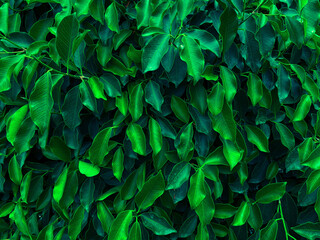 green leaves background
