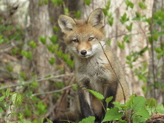 Young red fox looking towards the camera in the woods during spring 