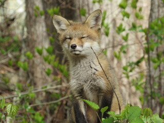Young red fox sniffing the air with it's eyes closed