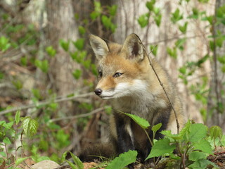 Naklejka na ściany i meble Young red fox looking at something in the forest in springtime 