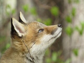 Young red fox looking at something in the forest in springtime 