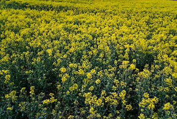 Yellow rapeseed field. Canola bloming. 