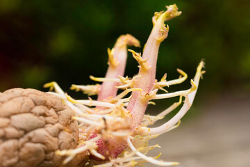 Potato with two big stems and many small stems