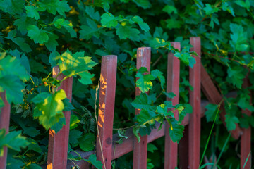 red fence and green leaves