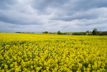 Obraz premium Yellow rapeseed field. Canola bloming. 