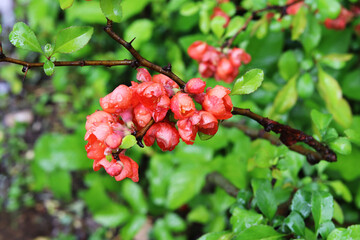 Fototapeta premium quince flowers in the garden