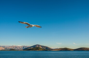 Fototapeta na wymiar Seagulls flying above Ionian sea.