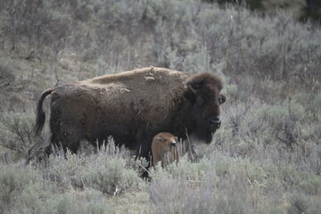 Bison in Yellowstone, USA 