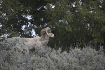 Big horn sheep in Yellowstone, USA