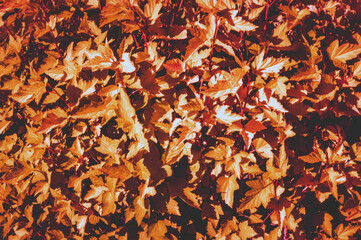 Maple trees look like a solid background