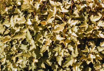 Maple trees look like a solid background