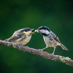 A young great tit (parus major) getting food from an adult bird