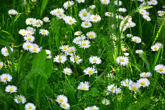 Beautiful white daisies in a meadow among green grass