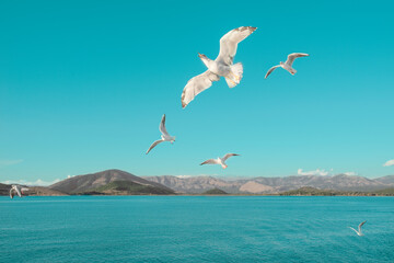 Seagulls flying above Ionian sea.