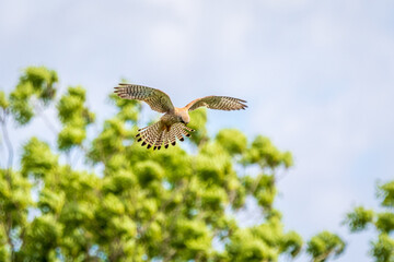 Falke in der Luft