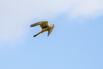 Falke in der Luft
