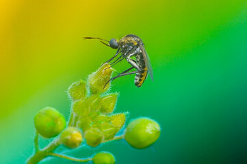 toxophorafasciculata, macro