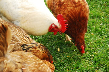 Roosters vie for their food at a farm in Vermont