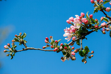 
apple blossom in spring, pink bloom, apple blossom branches
