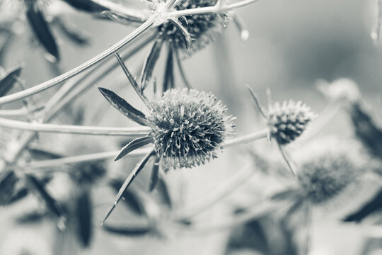 Blooming Blue Eryngo (Eryngium planum) in the garden. Selective focus. Shallow depth of field. Black and white image.
