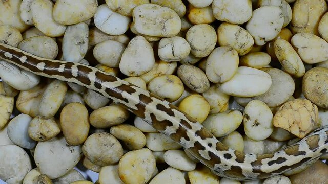Blood python juvenile flick tongues,high angle view.
Python snake slither away on river gravel surface and breathe slowly,HD video .